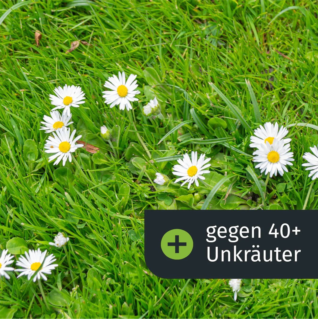 Dünger mit Unkrautvernichter (250 m²) - Image 4