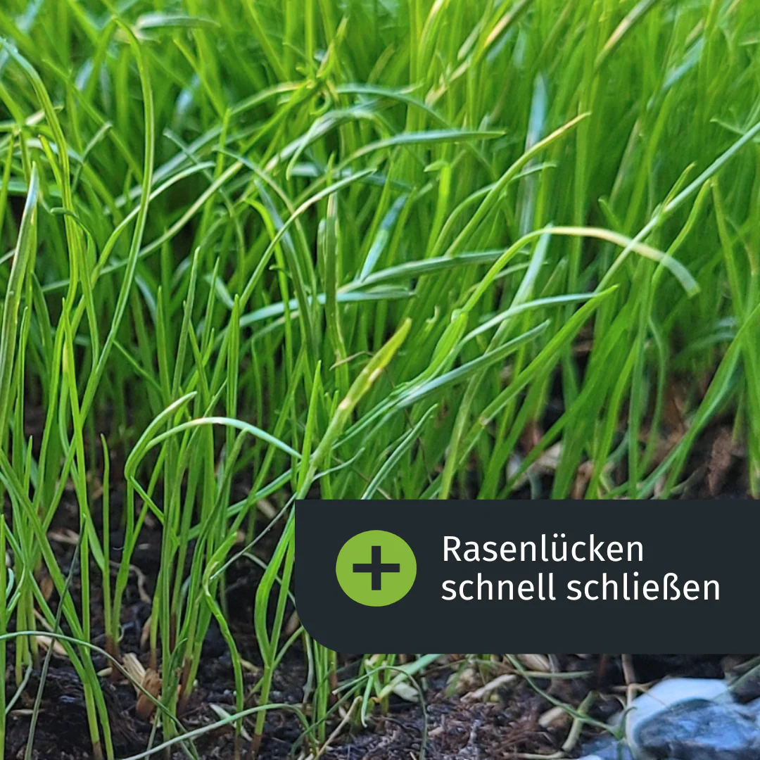 Herbst Rasenset (1000 m²) - Image 4
