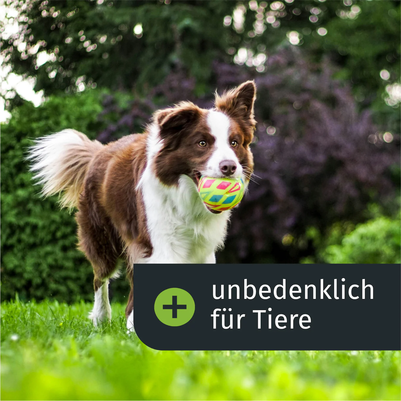 Klassik Dünger-Abo (Frühjahr) - Image 5