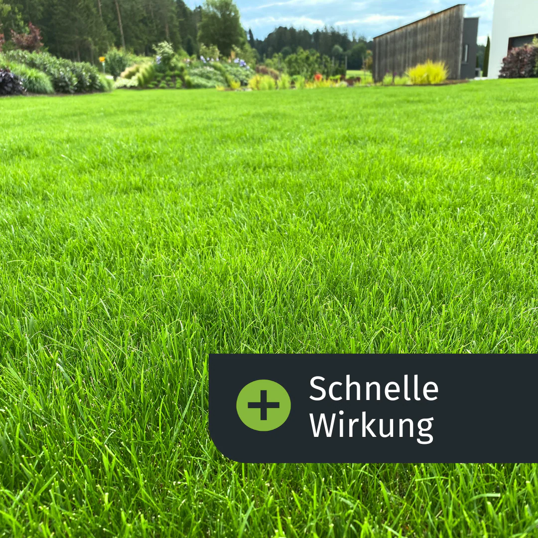 Sommer-Rasenset (250 m²) - Image 5