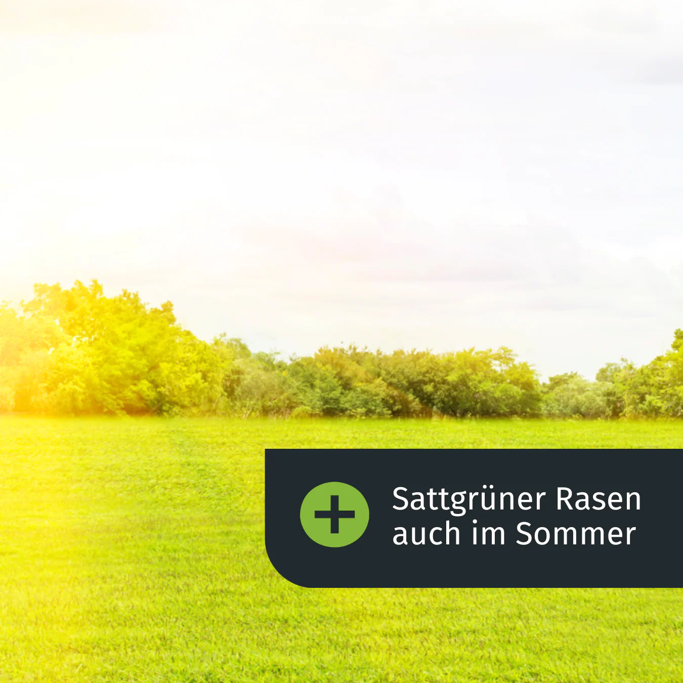 Sommer Rasenset + GRATIS Unkrautvernichter (1000 m²) AT - Image 4