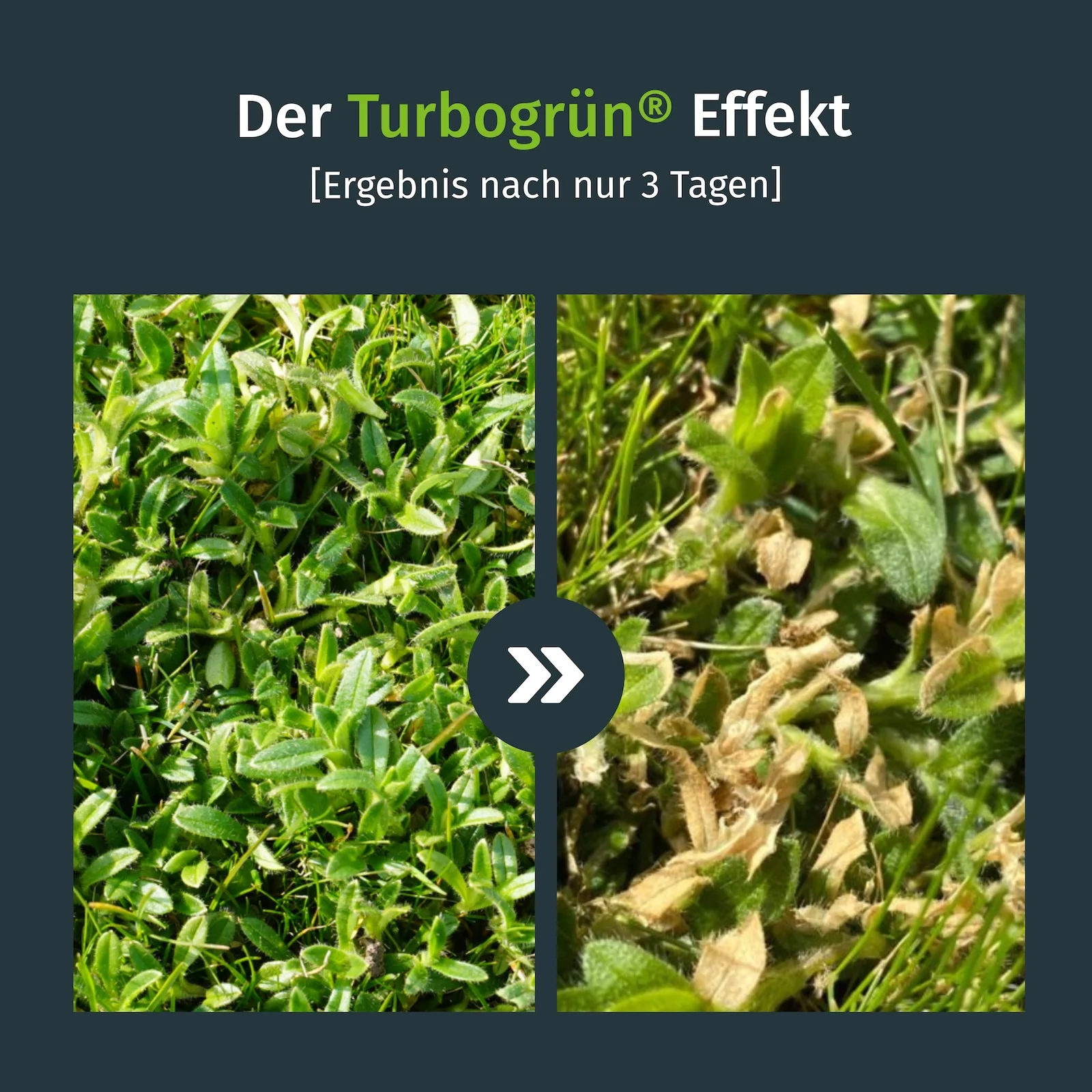Unkrautvernichter - Image 2